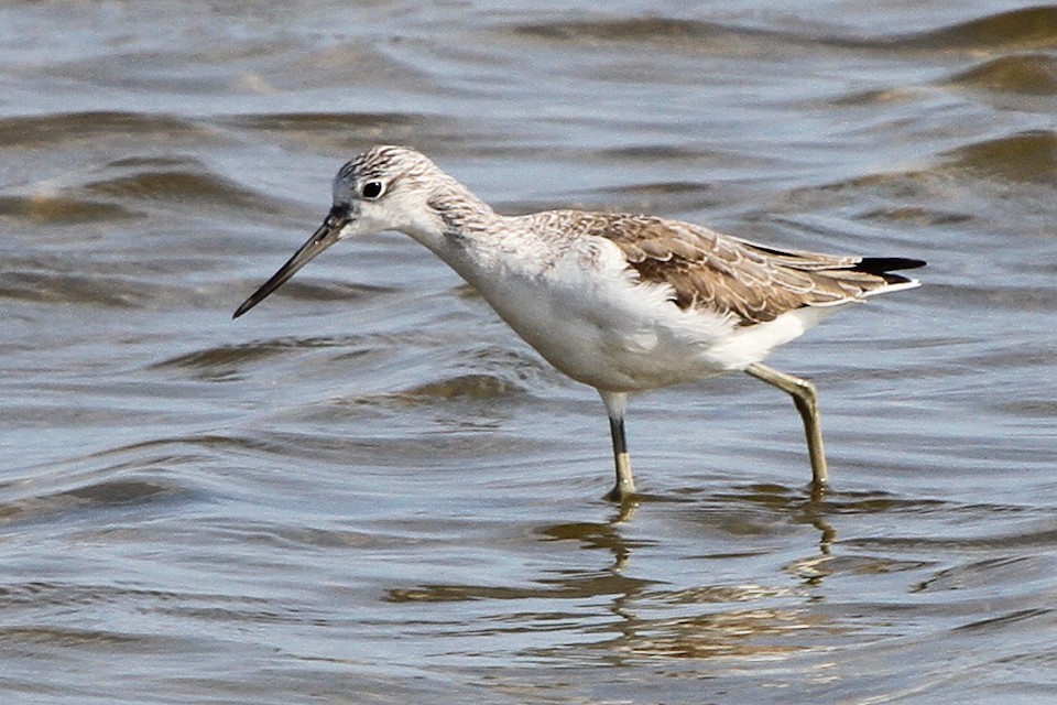 Common Greenshank (Tringa nebularia)